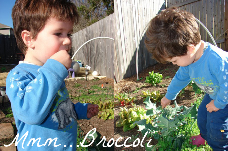 Photo of toddler eating broccoli in the garden.